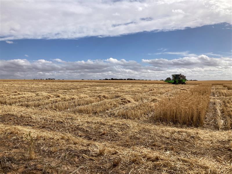 One of two trials harvested at <a href="/theGRDC/">GRDC</a>'s agronomic interventions for frost avoidance at Salmon Gums, WA.
