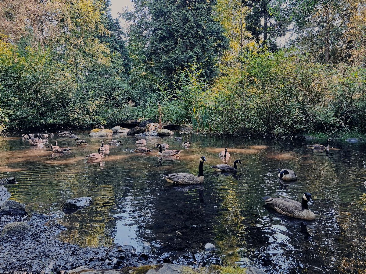 ewillette2003's tweet photo. “I love this Stanley Park, where I can waste my time at will.”😍✨ https://t.co/IlOWQyXOTo