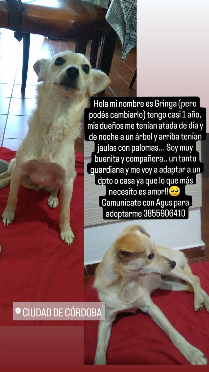 Agustina Getar (@agustinagetar) on Twitter photo <a href="/VivireNuevaCba/">VivirenNuevaCórdoba®</a> hola! Soy gringa (pero podés cambiarlo) tengo casi 1año, mis dueños me tenían atada a un árbol de día y de noche.. soy muy buenita, juguetóna y un tanto guardiana.. comunicate con Agus para poder adoptarme!! 3855906410.
RT para que está hermosa consiga familia 👏 <a href="/VivireNuevaCba/">VivirenNuevaCórdoba®</a> hola! Soy gringa (pero podés cambiarlo) tengo casi 1año, mis dueños me tenían atada a un árbol de día y de noche.. soy muy buenita, juguetóna y un tanto guardiana.. comunicate con Agus para poder adoptarme!! 3855906410.
RT para que está hermosa consiga familia 👏