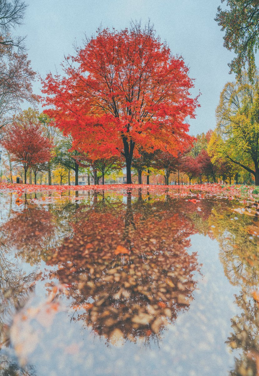 DaveDiCello's tweet photo. While West Park by Lake Elizabeth on the North Side of #Pittsburgh gets most of the attention, the area in front of Allegheny General features some incredible foliage as well. It really stood out on the overcast afternoon yesterday, with the variety of colors putting on a show. https://t.co/J2d18xmxJ5