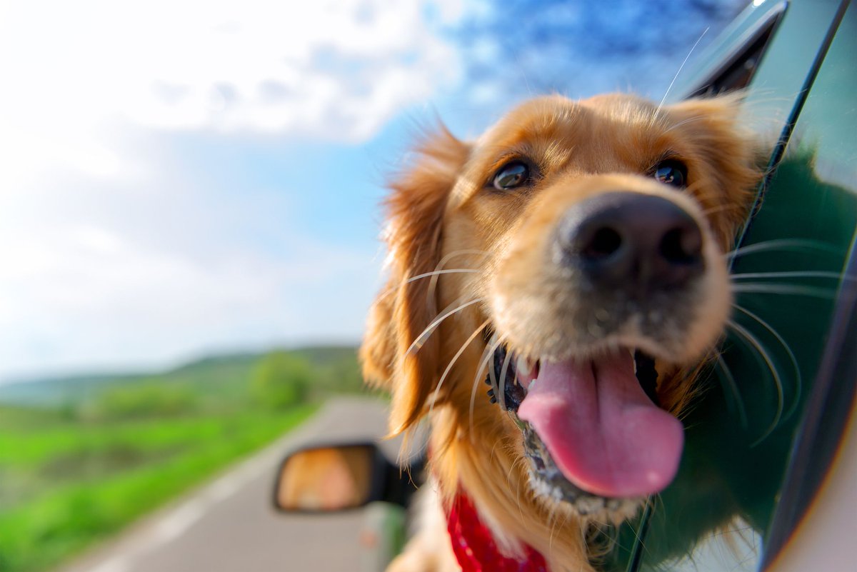 How to Travel With Your Dog: Tips for a Happy Journey 
#petfriendly #travelwithpets #traveltips #travelblog  #dogslife #puggle  #thevillages #thevillagesflorida #emptynest #emptynestersontheroad #emptynesters #emptynestersweekendadventures 
buff.ly/3seAsXe