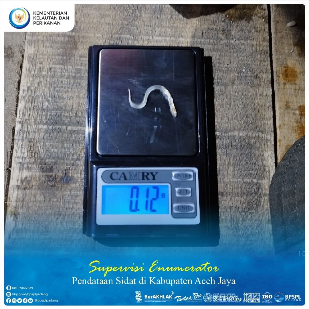 BPRLPadang's tweet photo. #SahabatBahari, #BPSPLPadang melaksanakan Supervisi Enumerator Pendataan Sidat di di Kecamatan Indra Jaya, Kabupaten Aceh Jaya.
Berdasarkan hasil pendataan, total glass eel yang didapat selama supervisi yaitu 35 ekor.
#KKP
#KKPThrive
#EkonomiBiru
#DJPRL https://t.co/nCiFpcqepK