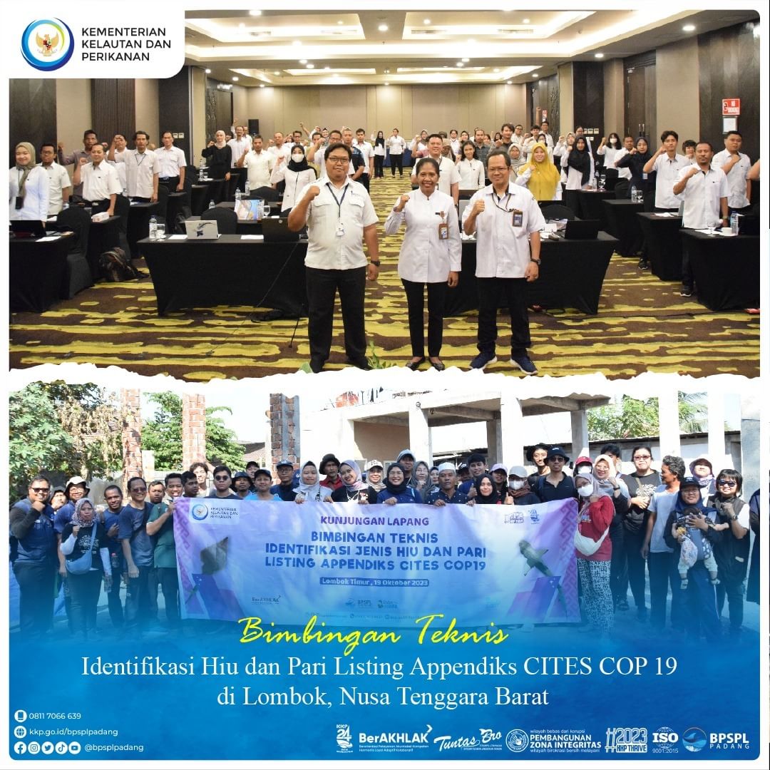 BPRLPadang's tweet photo. #SahabatBahari, #BPSPLPadang mengikuti Bimbingan Teknis Identifikasi Hiu dan Pari Listing Appendiks CITES COP 19 pada Rabu s.d. Kamis (18-19/10) di Lombok Astoria Hotel, Pelabuhan Perikanan Tanjung Luar dan Gudang UD Mamenasae.
#KKP
#KKPThrive
#EkonomiBiru
#DJPRL https://t.co/WCZ6VOWbJ3
