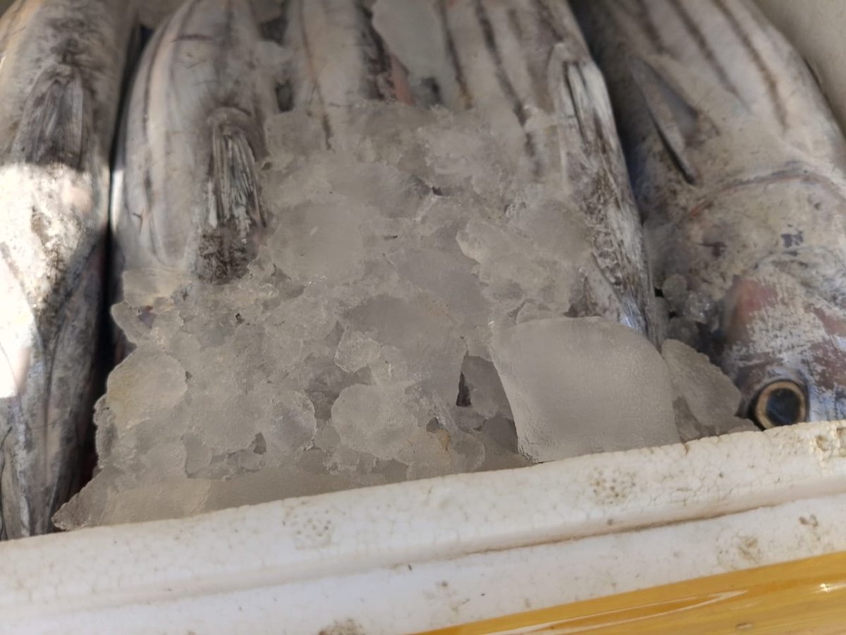 28/10/2023 Kegiatan pengawasan dan pemeriksaan domestik keluar di pelabuhan penyeberangan bajoe oleh petugas
<a href="/BkipmBajoe/">BKIPM BajoeEWAKO</a>
<a href="/BKIPMWilKolaka/">BKIPM Kolaka</a>
#KKPThrive
<a href="/IdjahChadidjah/">Idjah</a>
@BKIPMMakassar