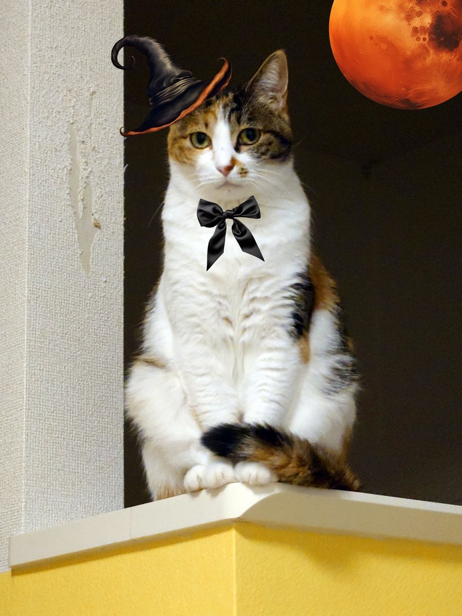 DOLCE_35789's tweet photo. Trick or Treat …だと…？
イタズラはもう済んでいる。ちゅ～るとやらを献上して去れ。

#ハロウィン https://t.co/iSCPRxZL13