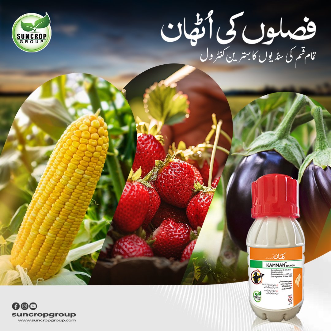 suncrop_group's tweet photo. فصلوں میں تمام قسم کی سنڈیوں کے فوری اور لمبے عرصے تک کنٹرول کیلئے جدید ترین فارمولا "کمان"
فصلوں کا زیادہ جھاڑ، شاندار پیداوار
کمان  .... فصلوں کی اٹھان
مزید معلومات کے لیے ہماری ہیلپ لائن پر فری کال کریں. ہیلپ لائن:080058000
#Kaman #vegitables #Maize #strawberry  #SuncropGroup https://t.co/E1uHBn4r5y