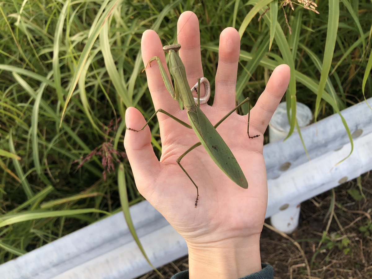 リャン散歩⚠️カマキリ