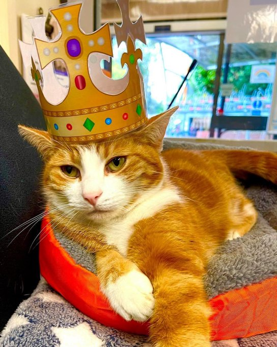 catloverplace's tweet photo. Thank you all for your kind nominations &amp; for your votes, we are truly humbled #cat #catlover #mycat #bigcat #americancat #usacat #catusa

#tshit #mug #catmom #catlover #catowner #catlovers #cat #pets #catlife #petlovers #catlove #catshirt #catlady #kittenlovers #kitty #kitten https://t.co/nV2krOmpY5