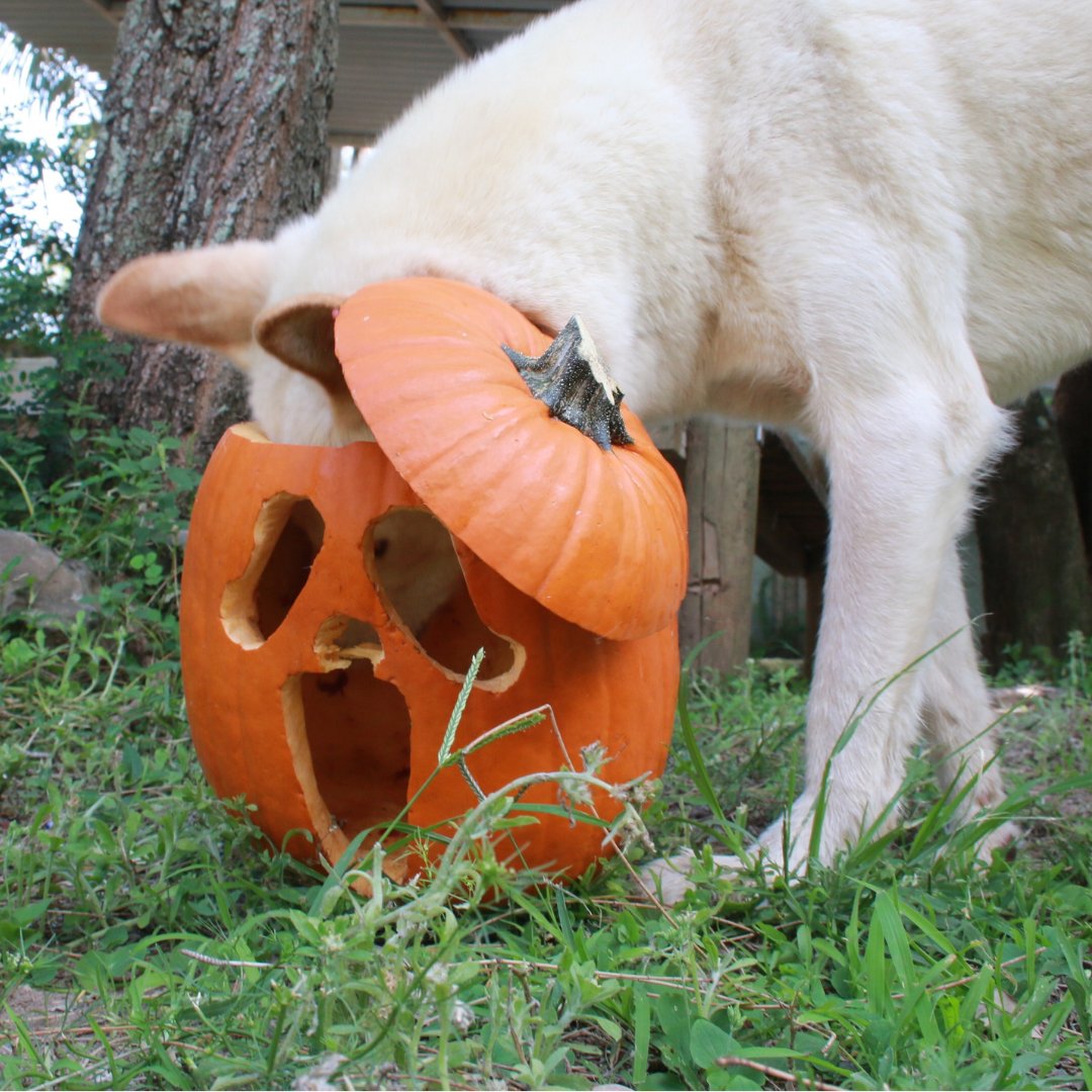 #Halloween is once again here and it's time to embrace the wild side. 🐾