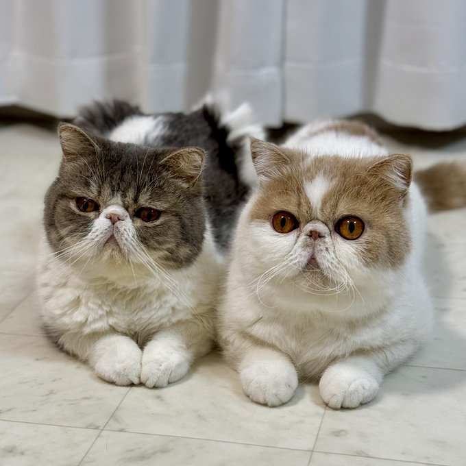 catloverplace's tweet photo. Baby #cat #catlover #mycat #bigcat #americancat #usacat #catusa https://t.co/sw8lT4jeFd