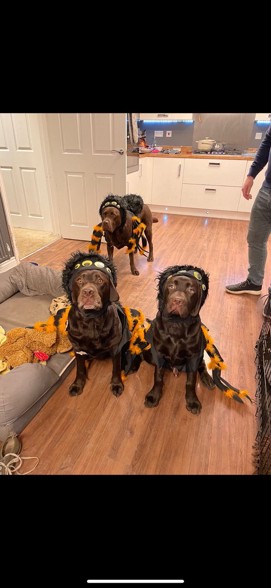 I don’t care if all the other dogs laugh at you 🙄🙄🙄🤣