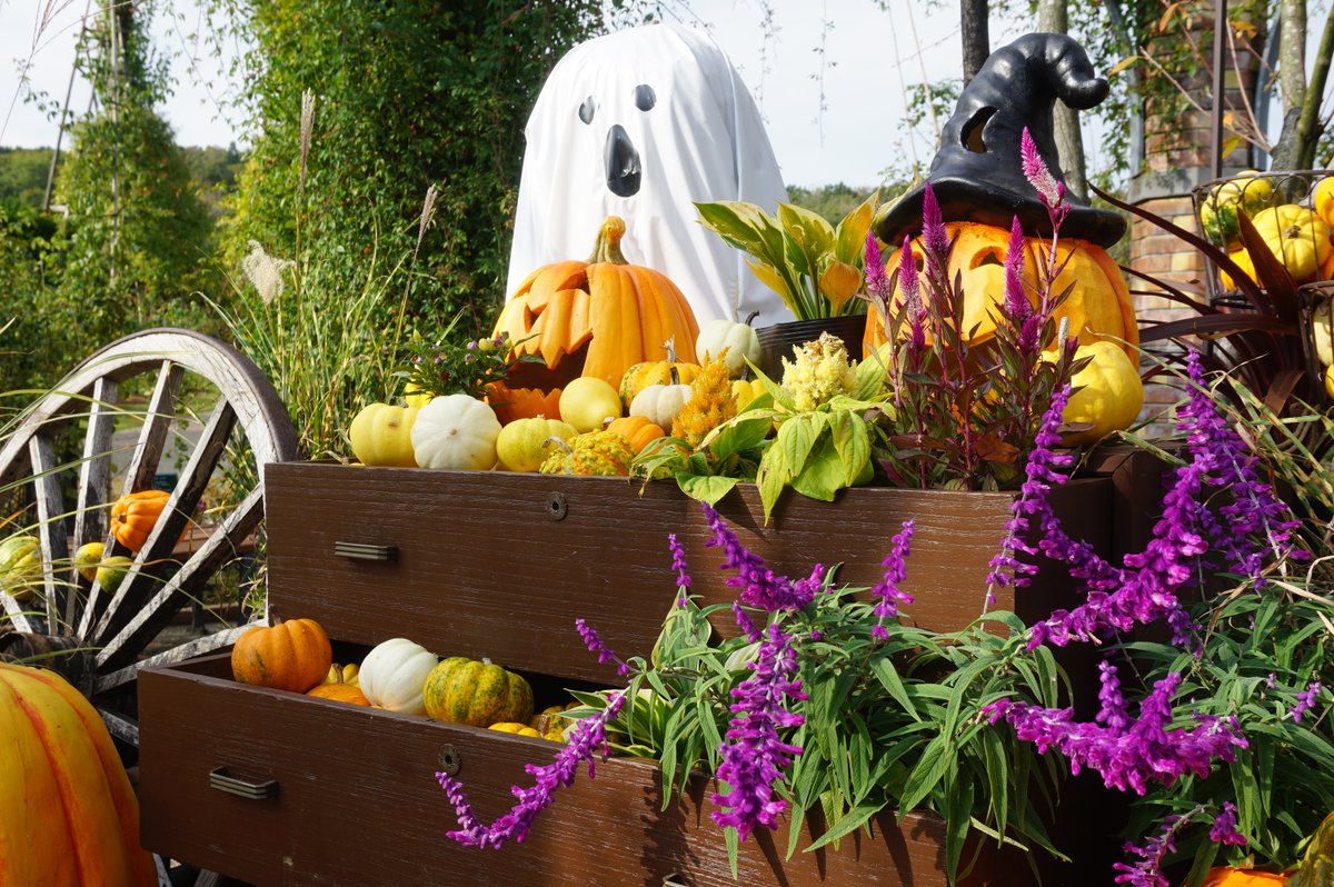 echigo_park's tweet photo. 今日はHALLOWEEN!!
平日にもかかわらず、魔女やオバケの仮装をしたチビッコたちやワンちゃんがたくさん来園してくれました♪
ハッピーハロウィンの装飾は11/5（日）までご覧いただけます。

#Halloween 
＃ハロウィン
＃越後丘陵公園
＃ハッピーハロウィン https://t.co/a31bm8awkG