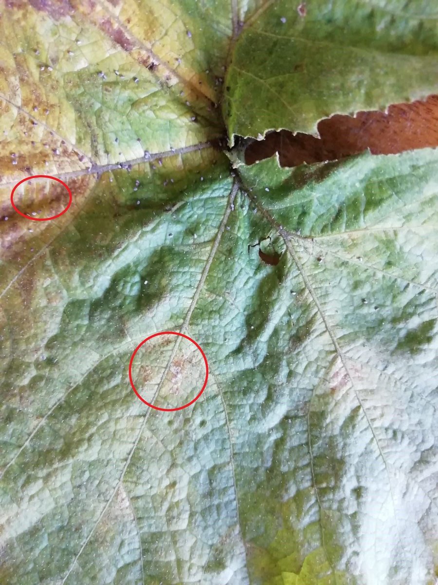 BS_PP's tweet photo. 🎃 Spooky News from #Mauritius! 🌿🧙‍♂️ A new disease report uncovers the frightful Fusarium graminearum, haunting pumpkin crops. Unearth the chilling details on this ghoulish discovery and its impact on pumpkin farming: https://t.co/cXt7C5Iuot #NewDiseaseReport #PlantPathology https://t.co/elGAPlEqMf