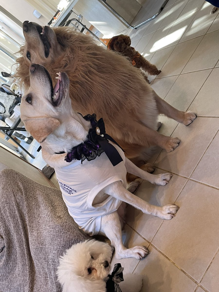 🎃𓂃 𝕙𝕒𝕡𝕡𝕪  𝕙𝕒𝕝𝕝𝕠𝕨𝕖𝕖𝕟 𓂃🎃ハロウィンっぽく、首元に付けて貰ったよ〜
 #ハロウィン  #ハッピーハロウィン  #ワン友 #ラブラドールレトリバー