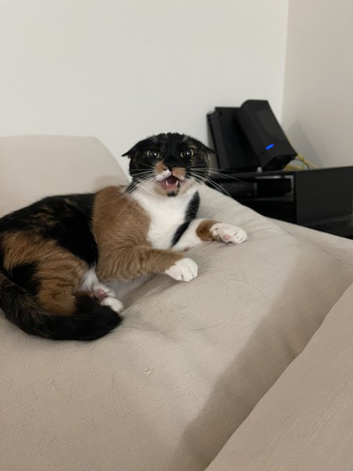 everyone tell lobster you think she looks scary and intimidating https://t.co/JXScMU5IEl