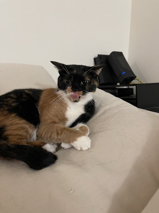 everyone tell lobster you think she looks scary and intimidating https://t.co/JXScMU5IEl