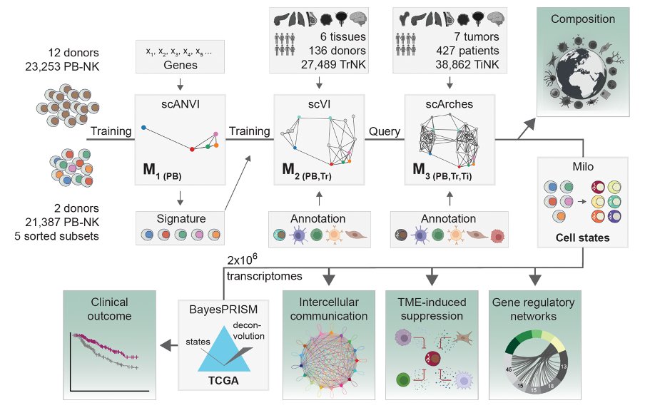 Through compilation of datasets from 39 studies comprising over 2 million single cell transcriptomes from seven distinct solid tumor types from &gt;400 patients, we used this resource to train a pan-cancer model to extract and further investigate tumor-infiltrating NK cells.