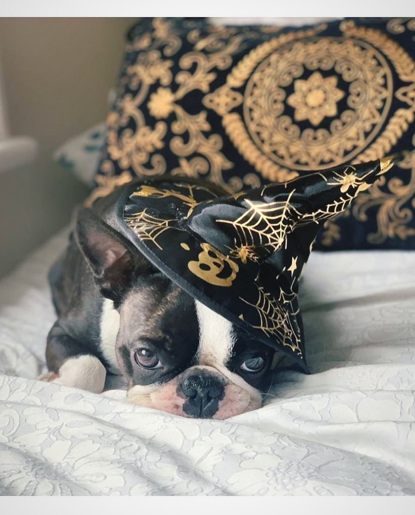 Happy doggy #Halloween and happy birthday to my brother <a href="/HassAwan/">Hassan Bilal Awan</a> 🎃

#DogsofTwittter