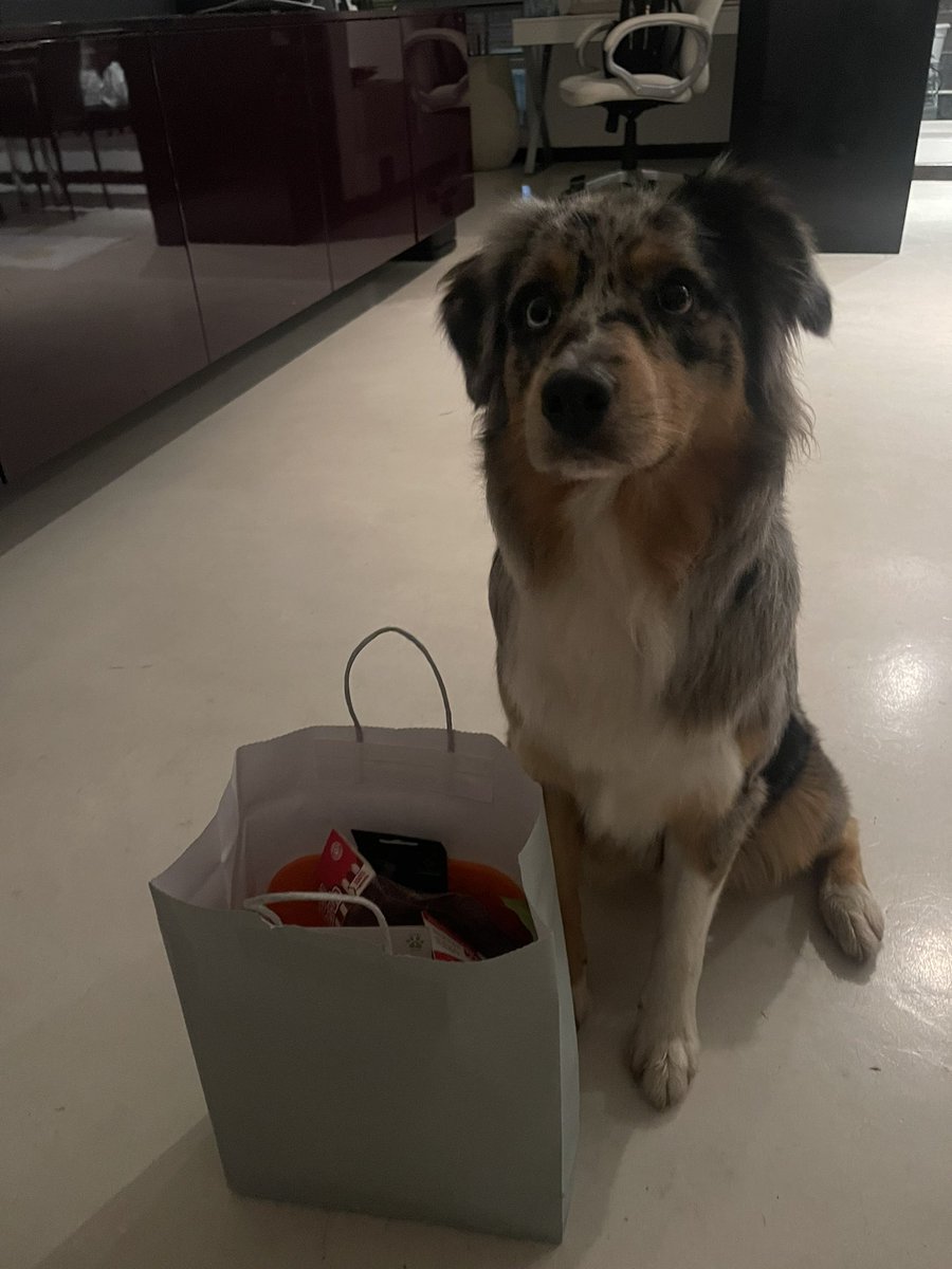 AlmaAbg's tweet photo. Creo que mi perrita tiene mas vida social que yo. Hoy un cumpleaños y mañana su fiesta de Halloween🐶 btw la segunda foto es ella con el regalo que le llevo al cumpleañero🥲 https://t.co/NmvgB7Ae7b