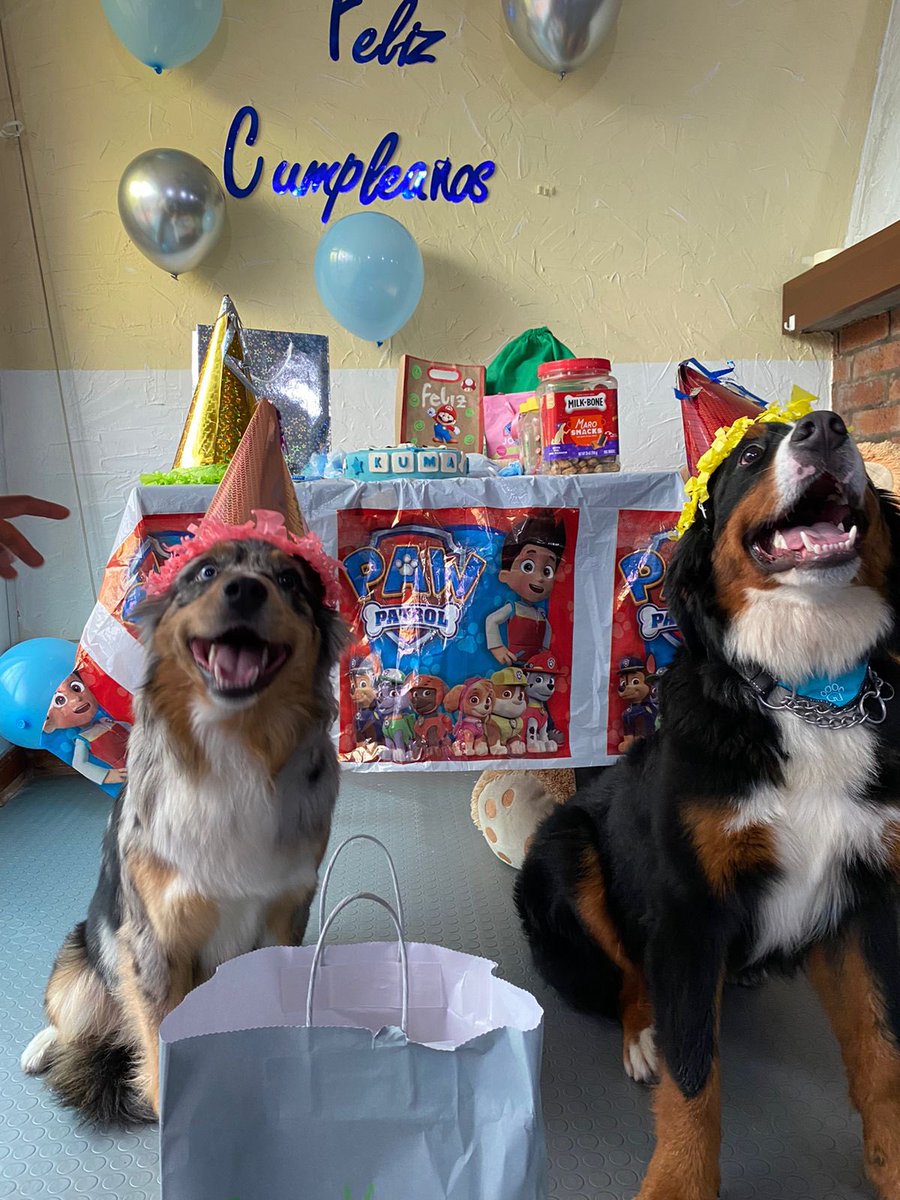 AlmaAbg's tweet photo. Creo que mi perrita tiene mas vida social que yo. Hoy un cumpleaños y mañana su fiesta de Halloween🐶 btw la segunda foto es ella con el regalo que le llevo al cumpleañero🥲 https://t.co/NmvgB7Ae7b