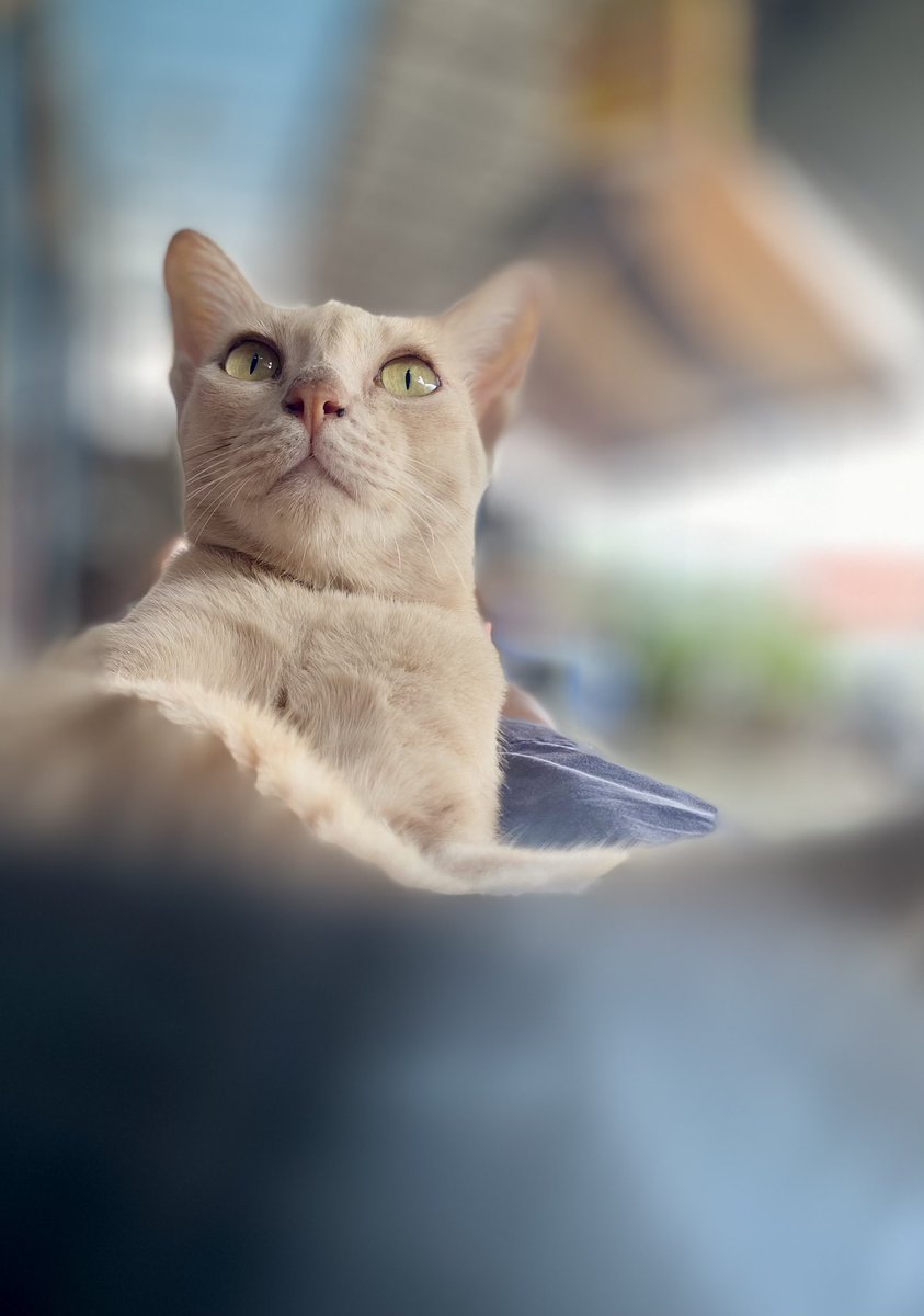 เมื่อไหร่โรงเรียนจะเปิดสักที นอนตักจนเหน็บชาแล้ว หรือว่าต้องส่งไปเรียนพิเศษ