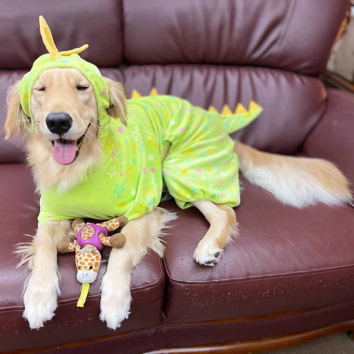 satomayumi10's tweet photo. Happy Halloween  🦮🦖

#halloween #ハロウィン　#goldenretriver #ゴールデンレトリバー https://t.co/NvXU6xLdjI