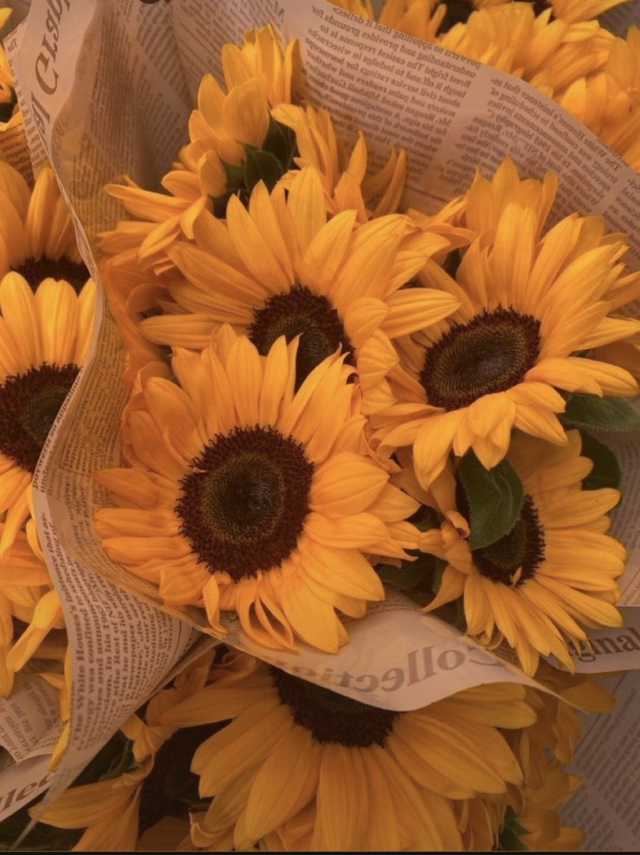 sunflowerchives's tweet photo. sunflowers 🌻✨ https://t.co/Y6d5wwEmdS