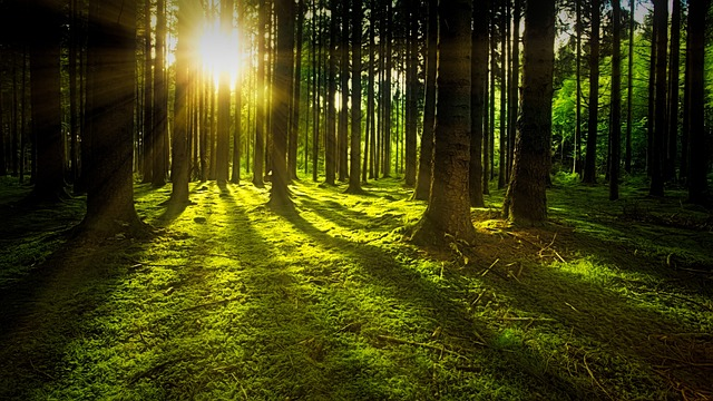 elangcbr246's tweet photo. 🌲 The national tree of Lebanon is the cedar tree. 🇱🇧🌲
🌿 The national tree of New Zealand is the silver fern. 🇳🇿🌿#TreeSanctuary
#SustainableLiving
#TreeSymphony
#ShadySpots
#RootedInGreen
#EcoActivist https://t.co/Q0JgDsXRDy