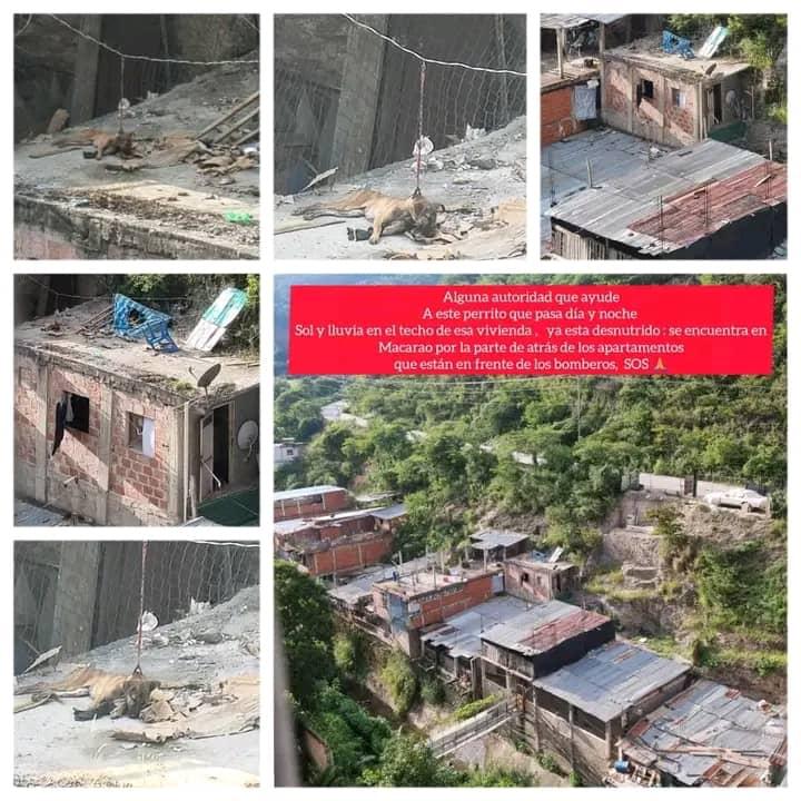🆘🆘🆘
POR FAVOR AYUDA!!
este perrito pasa día y noche, sol y lluvia 😡 en el techo de esa vivienda, amarrado!!!😡 
esta desnutrido, se encuentra en Macarao, por la parte de atrás de los apartamentos que están frente a los bomberos 🆘🆘🆘
AYUDAAAAA
<a href="/TarekWiliamSaab/">Tarek William Saab</a> <a href="/SomosNevado/">MisiónNevadoVzla</a>