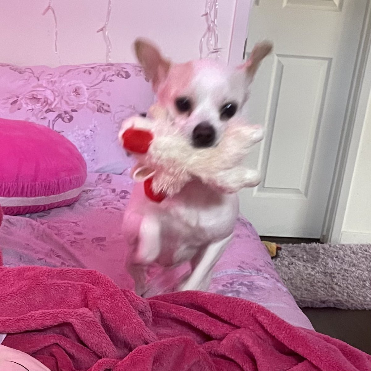 ciinnapuff's tweet photo. making it my goal to get my dog all the seasonal lamb chops cause it’s his favorite toy 🥹🥰 https://t.co/9e9hgWI0cA