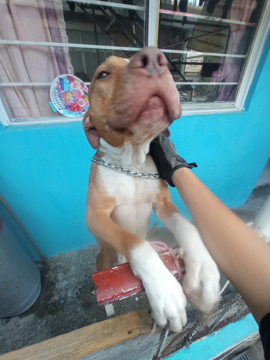 FundacionToby's tweet photo. Mi nombre es Scrapi, yo tengo una familia pero estoy buscando una que si me ame 😔 me tienen en los huesitos por qué no me alimentan, me la paso encerrado, sufro golpes y quieren deshacerse de mi, quieren llevarme a dormir para siempre 🥺 yo aún tengo mucho amor que dar y eso lo sabe mi único amigo que es quien me ha hechado la patita con comida y paseos, pido de tu apoyo para que me adoptes o me prestes un tiempo tu casita, soy buena onda y puedo ser el mejor roomie 💜
La información al: +52 55 3147 4184 me regalas rt?