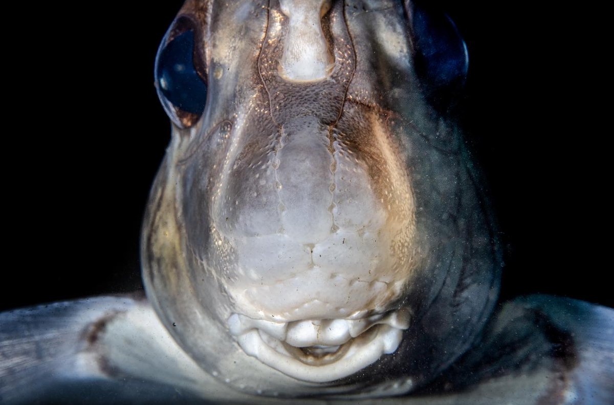 Supposedly it’s #InternationalGhostSharkDay so, here’s a spotted ratfish Hydrolagus colliei from earlier this month in Monterey Bay.