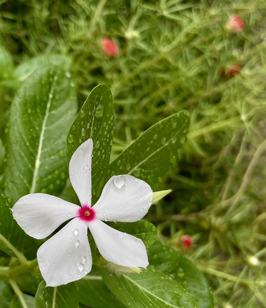 La putica de #mibarrio #NuevaEsparta #islademargarita #sdlfoto