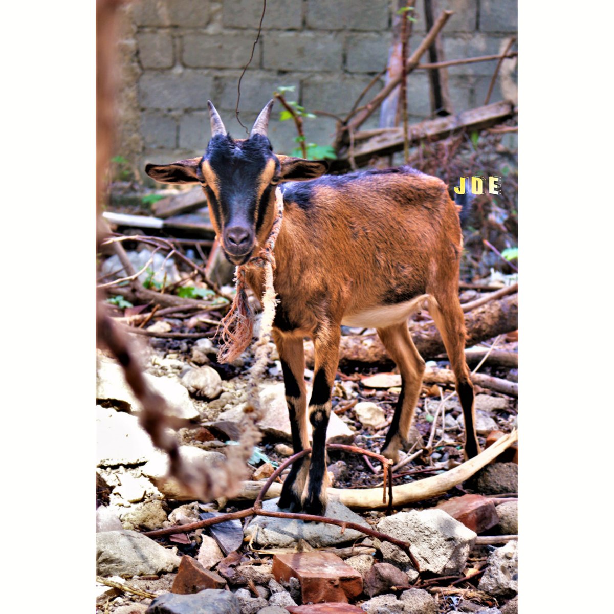 jonathanderbye1's tweet photo. Ti kabrit 🐐
#goat #animal #herbivore https://t.co/h1uj9NOPtE