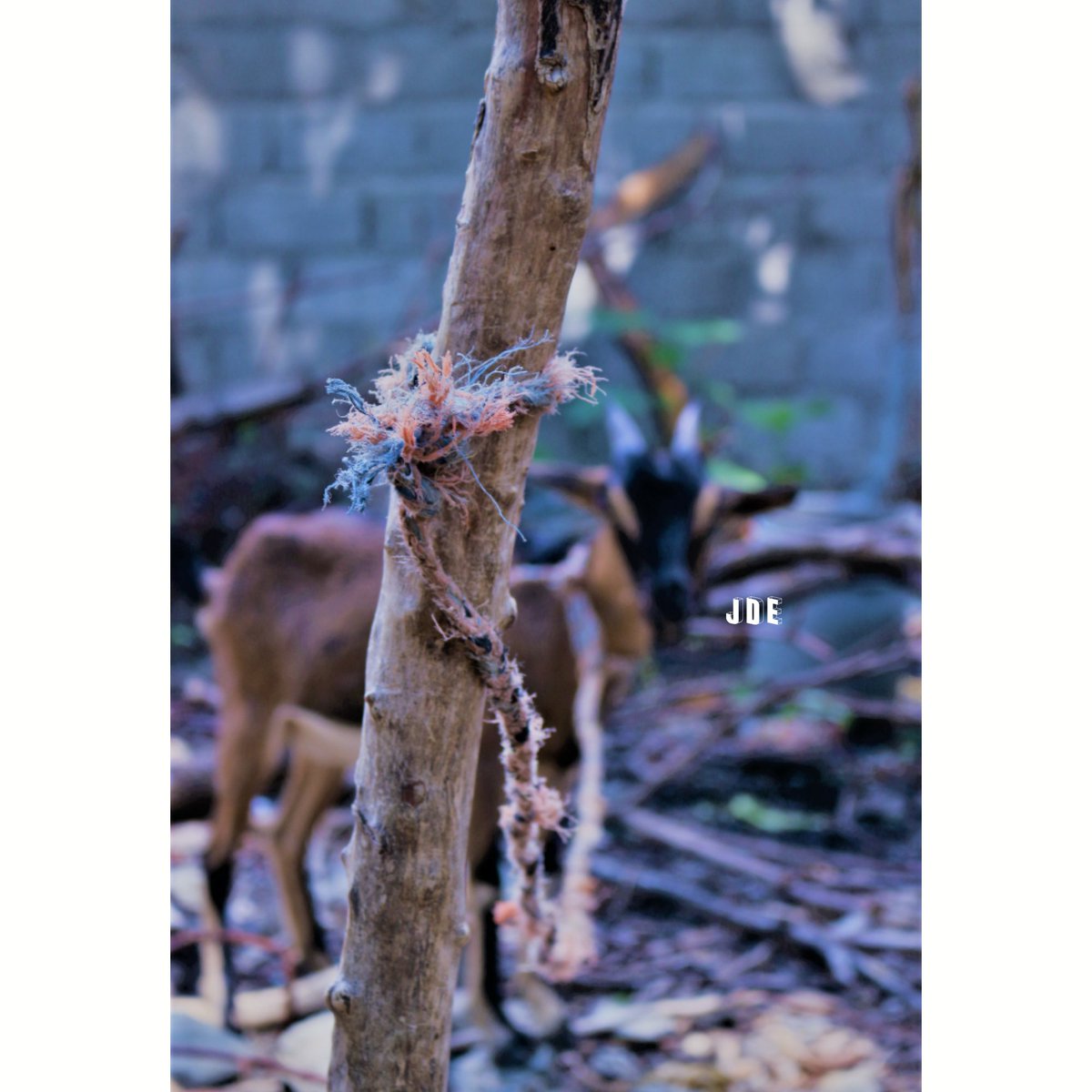 jonathanderbye1's tweet photo. Ti kabrit 🐐
#goat #animal #herbivore https://t.co/h1uj9NOPtE