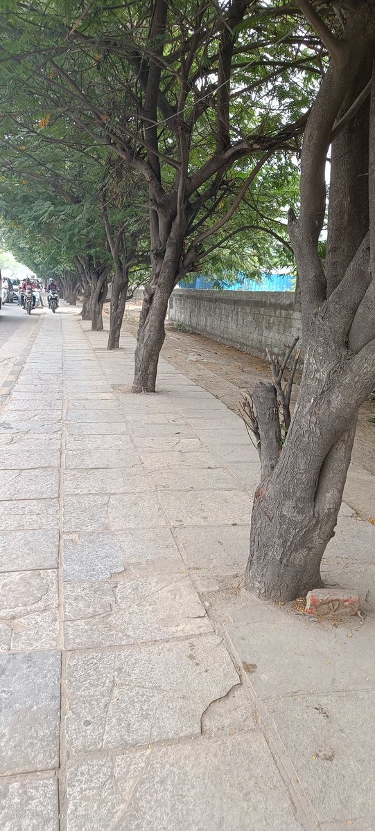 Vinay Vangala #SaveHCUBioDiversity (@vinay_vangala) on Twitter photo Need ur att'n <a href="/krishna_ifs/">Krishna, IFS</a> <a href="/acub_ghmc/">Addl Commr,UBD</a> <a href="/CommissionrGHMC/">Commissioner GHMC</a> <a href="/ZC_SLP/">ZC SERILINGAMPALLY ZONE GHMC</a>
<a href="/Dc21Ghmc/">DC CHANDANAGAR</a>
Pls give them some breathing space!
Loc: NIA Junction - Hitech City flyover
We already lost 70+ trees on the other side of the same road, awaiting action on others too!
<a href="/dobriyalrm/">R. M. Dobriyal , IFS</a>
<a href="/pargaien/">Mohan Pargaien IFS🇮🇳</a>
<a href="/HiHyderabad/">Hi Hyderabad</a> Need ur att'n <a href="/krishna_ifs/">Krishna, IFS</a> <a href="/acub_ghmc/">Addl Commr,UBD</a> <a href="/CommissionrGHMC/">Commissioner GHMC</a> <a href="/ZC_SLP/">ZC SERILINGAMPALLY ZONE GHMC</a>
<a href="/Dc21Ghmc/">DC CHANDANAGAR</a>
Pls give them some breathing space!
Loc: NIA Junction - Hitech City flyover
We already lost 70+ trees on the other side of the same road, awaiting action on others too!
<a href="/dobriyalrm/">R. M. Dobriyal , IFS</a>
<a href="/pargaien/">Mohan Pargaien IFS🇮🇳</a>
<a href="/HiHyderabad/">Hi Hyderabad</a>