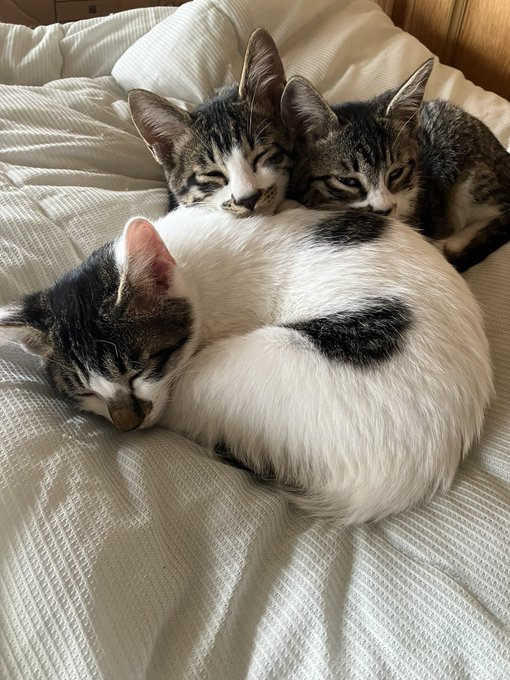 だいふでかくなってきた 