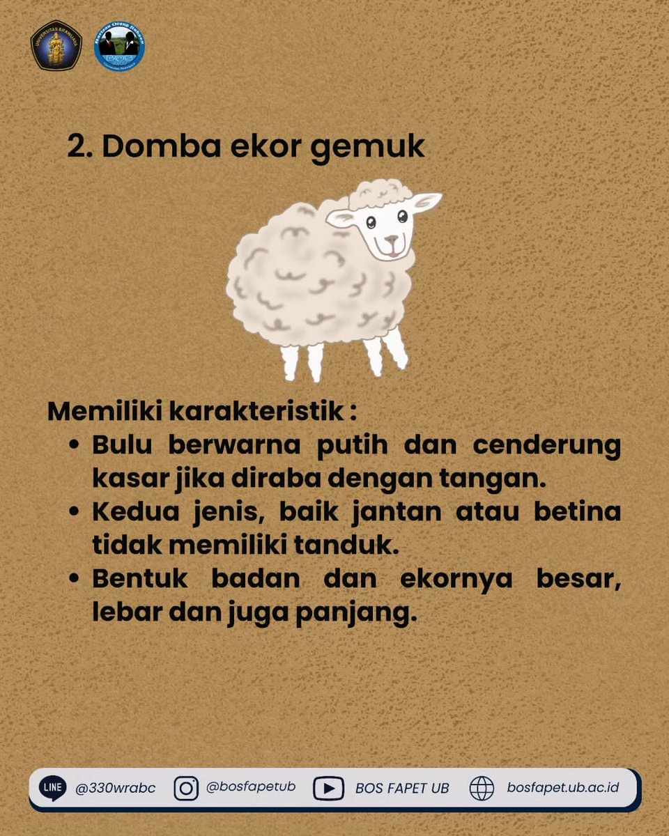 bosfapetub's tweet photo. [ JENIS DOMBA YANG DAPAT DIBUDIDAYAKAN ]

Salah satu jenis ternak yang dapat dipelihara adalah domba. Ternyata domba tidak hanya 1 jenis, ada berbagai jenis domba yang bisa dijadikan fokus pada suatu peternakan. Apa saja jenis domba yang bisa dibudidayakan? Simak penelusurannya https://t.co/RZJyAWKWrd