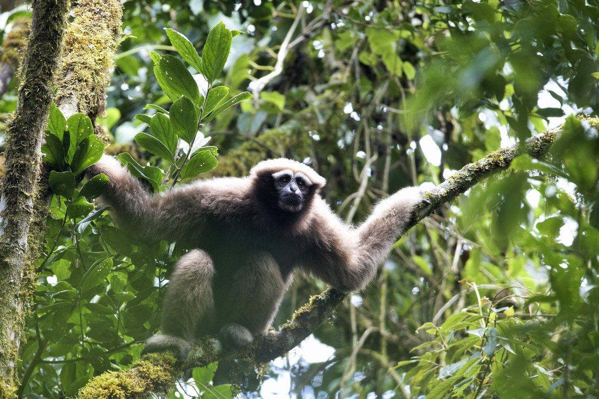 NEW PUBLICATION: OHI scientists Tierra Smiley and Kirsten Gilardi collaborated with fellow primate experts on a recently published study addressing the challenges and recommendations for the future of primate conservation in #Myanmar. sciencedirect.com/science/articl…