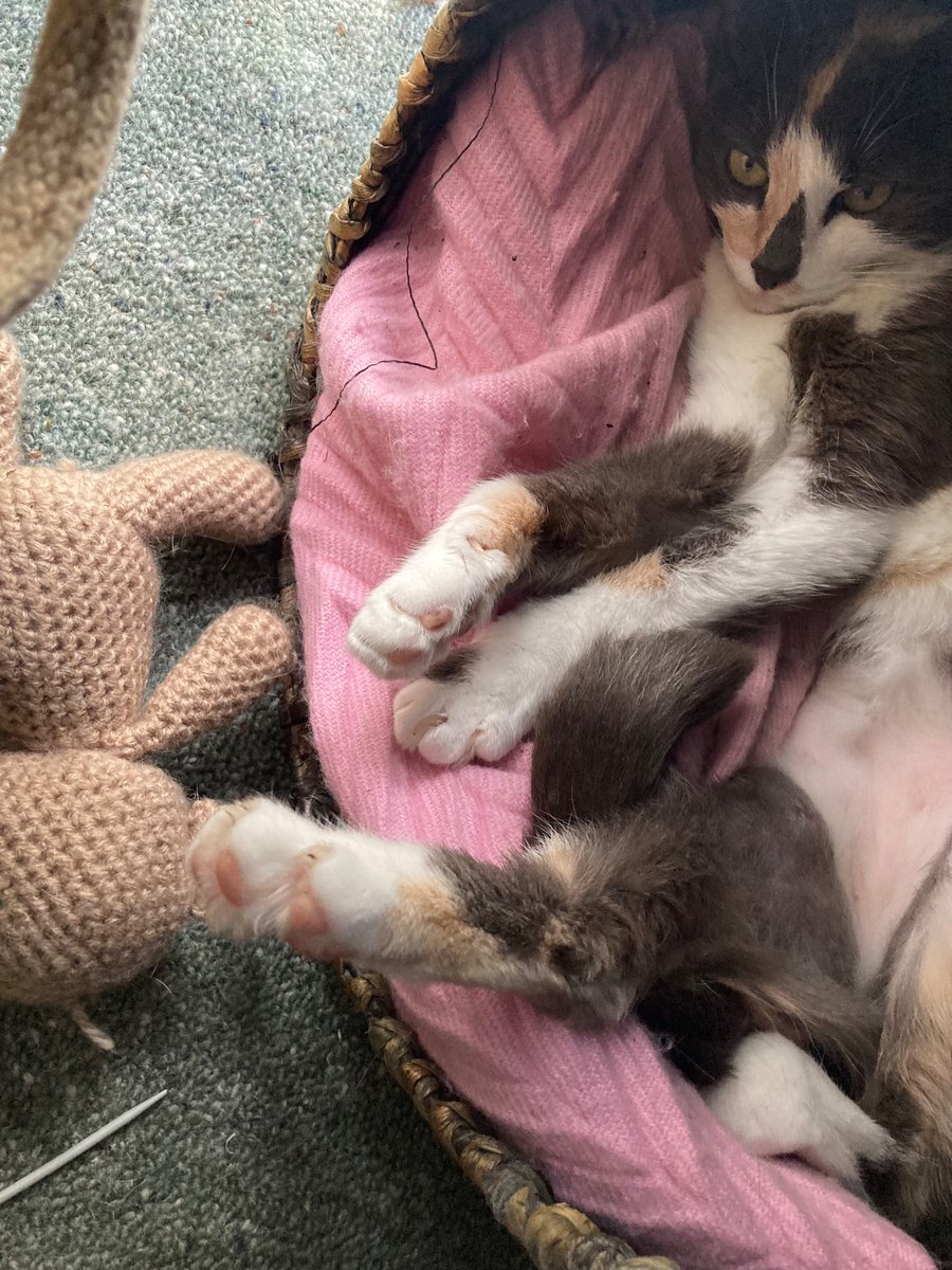 I keep putting the teddy in and she keeps kicking it out.