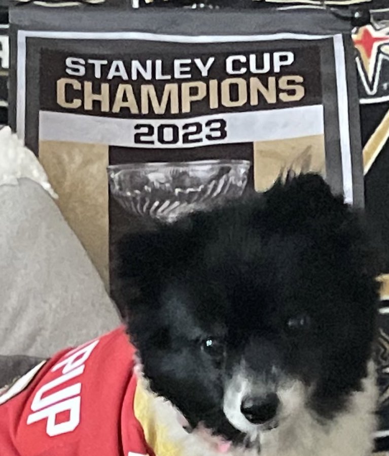 VGKPandaPup's tweet photo. #VegasBorn knows that we need some insurance breathing room here!  I’m ready to accept #Lucky3rdPdVGKNoseBoops!

#TheGoldenAge 
#VGK9Krew
#BoopItToWinIt 
❤️🐼🐶 https://t.co/MU7tikW7MW