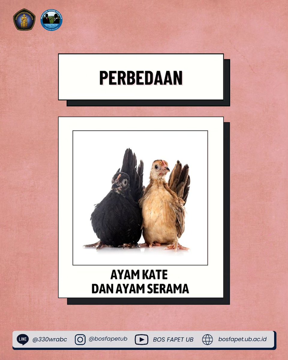 bosfapetub's tweet photo. [PERBEDAAN AYAM KATE DAN AYAM SERAMA]

Ayam serama memiliki badan dan ekor yang mirip dengan ayam kate namun berbeda di sisi dada dan ukuran tubuhnya. Dari segi tampilan keduanya hampir memiliki kesamaan, lalu apa sih bedanya ayam kate dan ayam serama? Berikut penjelasannya : https://t.co/8HLRcMHXLC