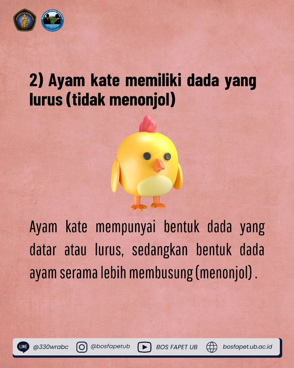 bosfapetub's tweet photo. [PERBEDAAN AYAM KATE DAN AYAM SERAMA]

Ayam serama memiliki badan dan ekor yang mirip dengan ayam kate namun berbeda di sisi dada dan ukuran tubuhnya. Dari segi tampilan keduanya hampir memiliki kesamaan, lalu apa sih bedanya ayam kate dan ayam serama? Berikut penjelasannya : https://t.co/8HLRcMHXLC