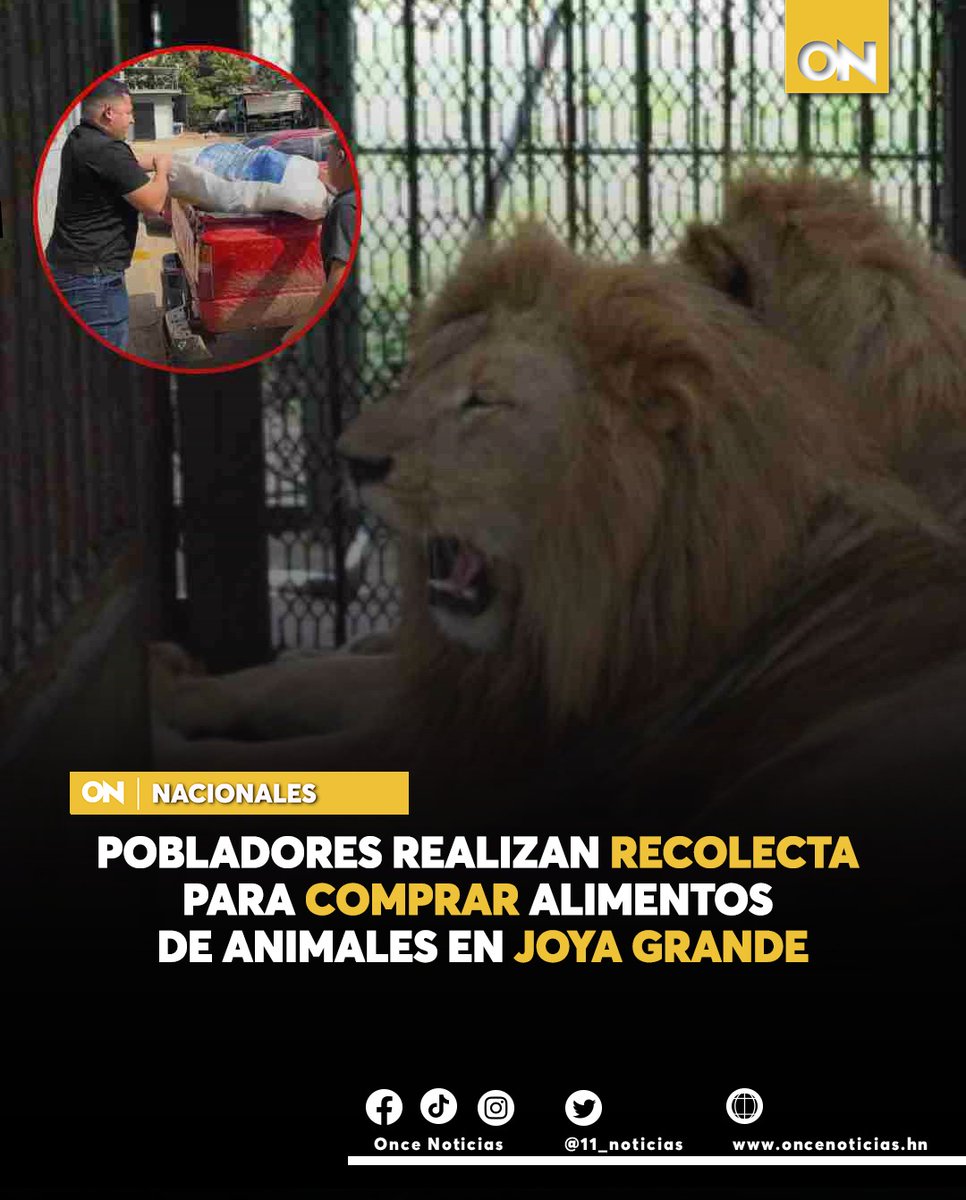 canal11hn's tweet image. #NACIONALES | Los pobladores en las cercanías en el zoológico Joya Grande, realizaron una recolectan para juntar dinero y abastecer de comida a los animales del parque.

Aquí la información: oncenoticias.hn/recolecta-anim…

#zoológico #JoyaGrande