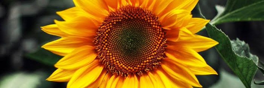 <a href="/AdelBasaldu/">Adel Basaldú</a> <a href="/cristinazuetar/">Cris</a> <a href="/carlapameM/">carla</a> #DíaDeMuertos "El poder de la flor, la nostalgia en un lagrima y la fe en la oración sin duda te encuentra con quien se adelantó en el camino."©#LAO <a href="/adelbasaldu/">Adel Basaldú</a>
<a href="/blueeeambriz/">Azul Ambríz</a>
<a href="/diana_uan/">Diana Uan</a>
<a href="/dafnheed/">Dafnhee del carmen</a>
<a href="/LoriaNaidelyn/">Naidelyn Loria</a>
<a href="/loriaedilbertoo/">Edy Loria</a>
<a href="/RebecaTem/">Rebeca</a>
<a href="/saori_rosel/">Saori Rosel</a>
<a href="/Fridasofia_27/">Frida Sofía</a>
<a href="/mapachestec/">@MAPACHESTec</a>