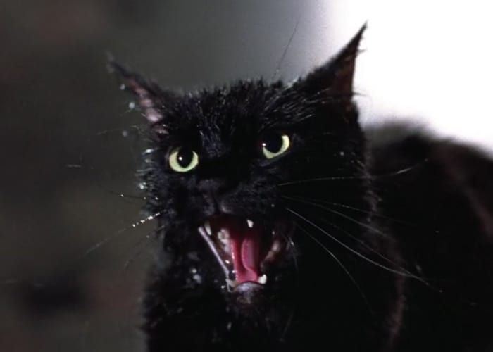 Cats and horror go so well together. Here are our 10 favorite fancy feasts of catsploitation: bit.ly/3cvRjbu