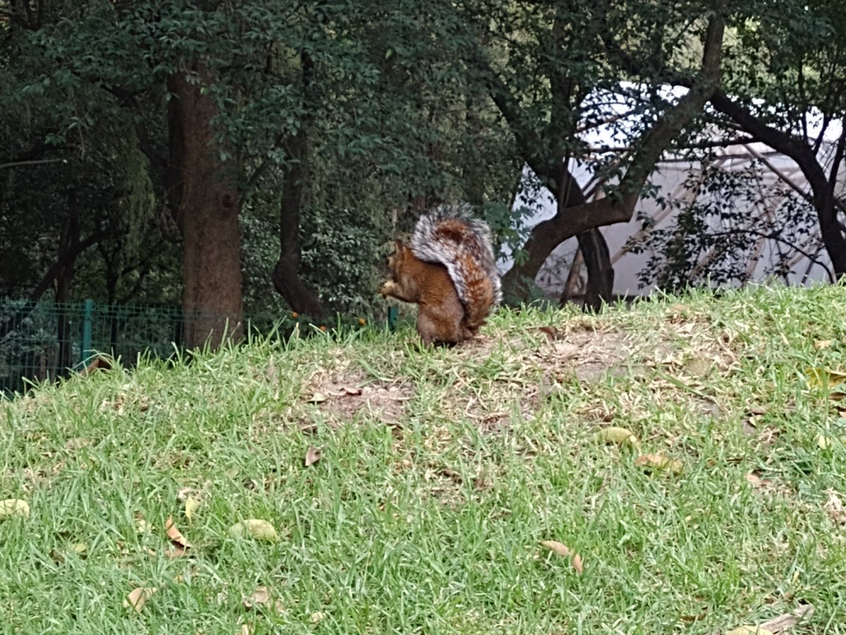 H_Atzuri's tweet photo. Una ardilla para que veas👀🐿️ #GranFinaldeJesus #JesusEnUNIFE196 https://t.co/ZUOhSfahrQ