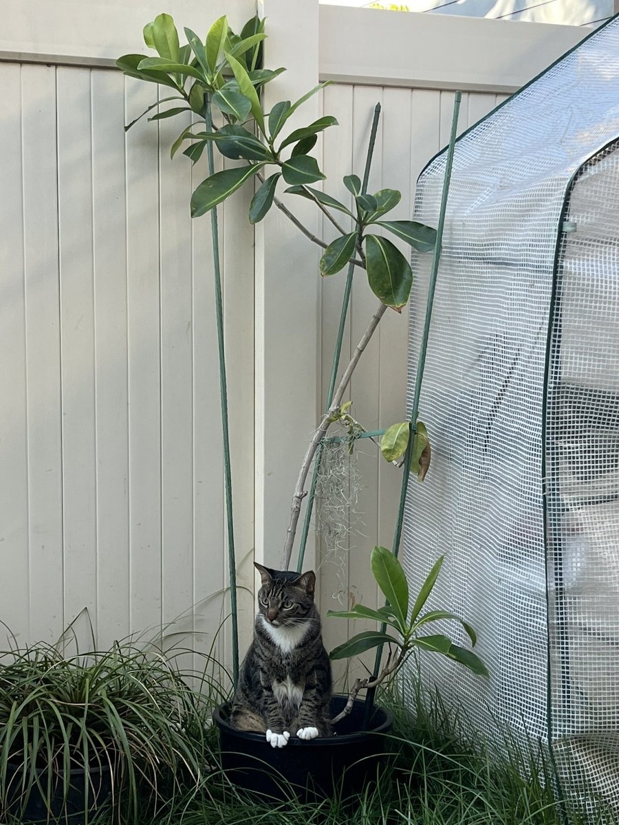 SubstanceHI's tweet photo. Spending time with pets is one of the easiest ways to relieve stress. Meet Monte, one of seven house cats. 

*mm #substancehi #animaltherapy #selfcare #stressrelief https://t.co/K1u8TjTRJf