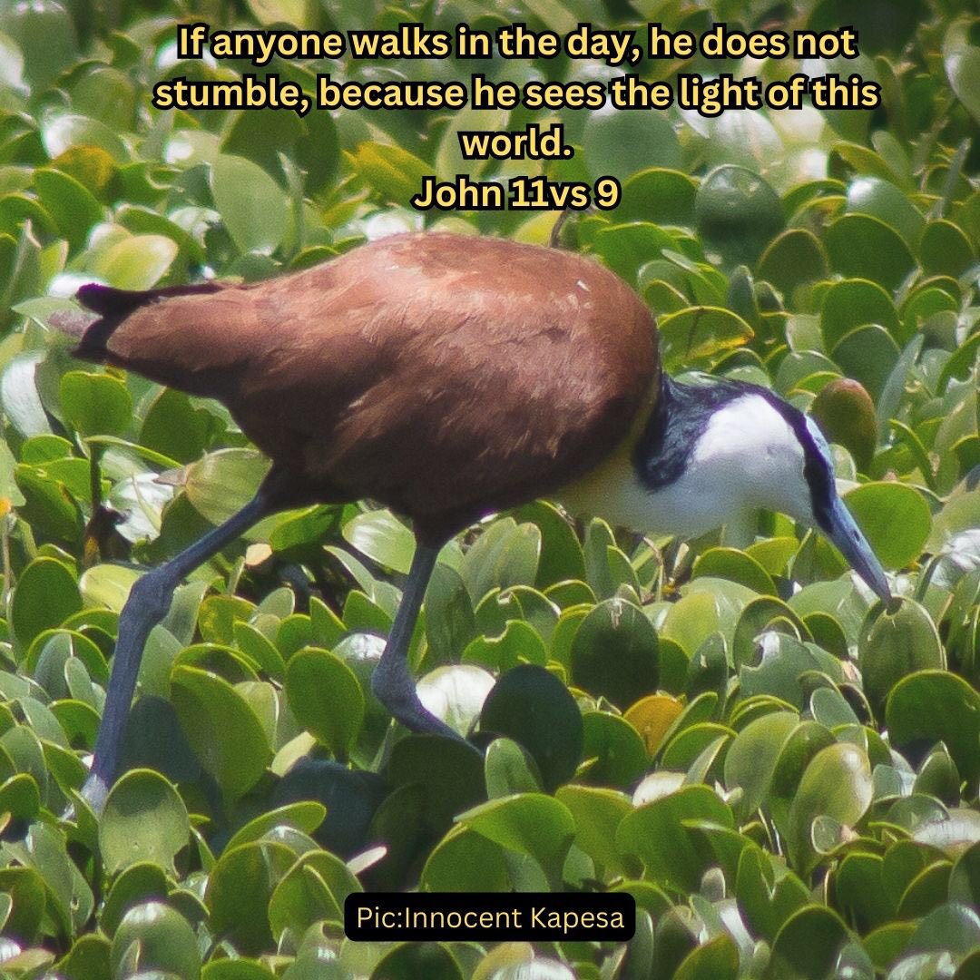 Walk: Move at a regular pace by lifting and setting down each foot in turn  never having both feet off the ground at once! #walking #walkingwithGod #africanjacana #bibleverse #light #zimbabwetourism #innocentkapesa #birds