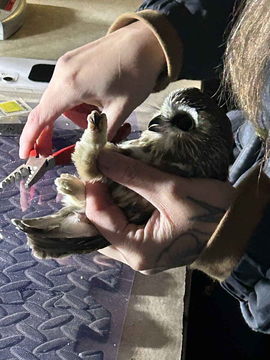 RCNintheUSN's tweet photo. The Formation Chief and I visited the Rocky Point Bird Observatory, where volunteers band migrating Saw-Whet Owls. Thanks to the volunteers and FSE for arranging this visit. Though done for the year, the general public can observe banding next year in Oct at the Pedder Bay site. https://t.co/9GCzwpPeeR